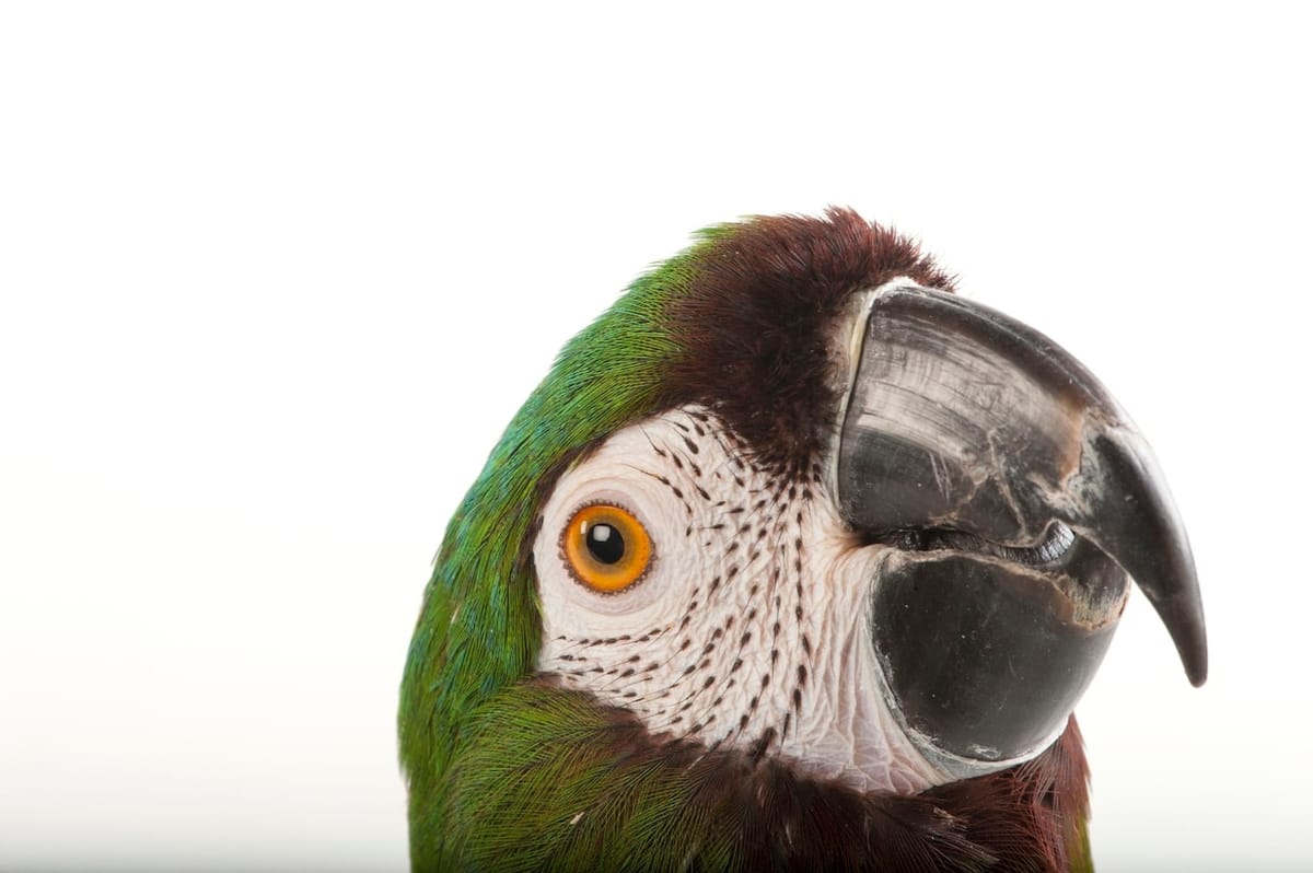 Why Do Parrots Talk and Other Birds Do Not?