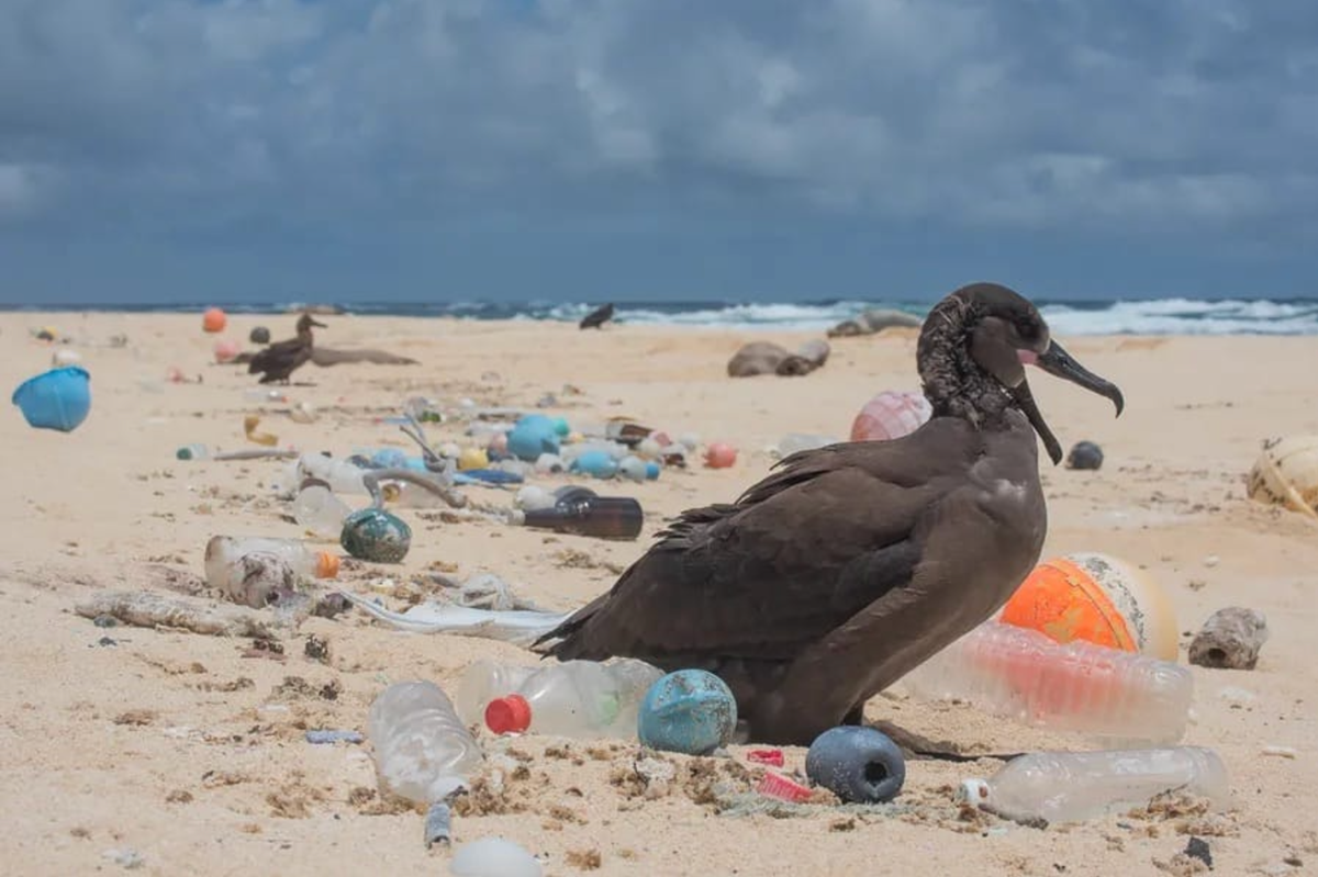 The Unseen Grasp of the Great Pacific Garbage Patch